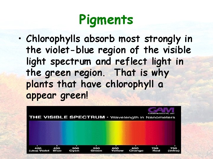 Pigments • Chlorophylls absorb most strongly in the violet-blue region of the visible light