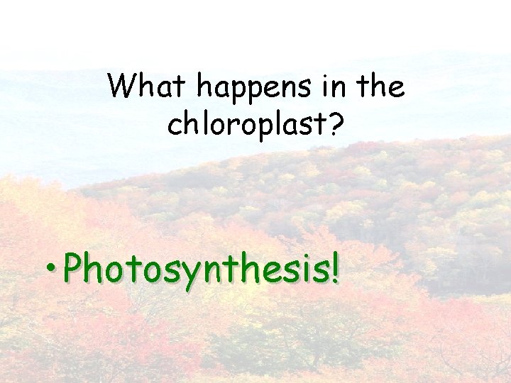 What happens in the chloroplast? • Photosynthesis! 