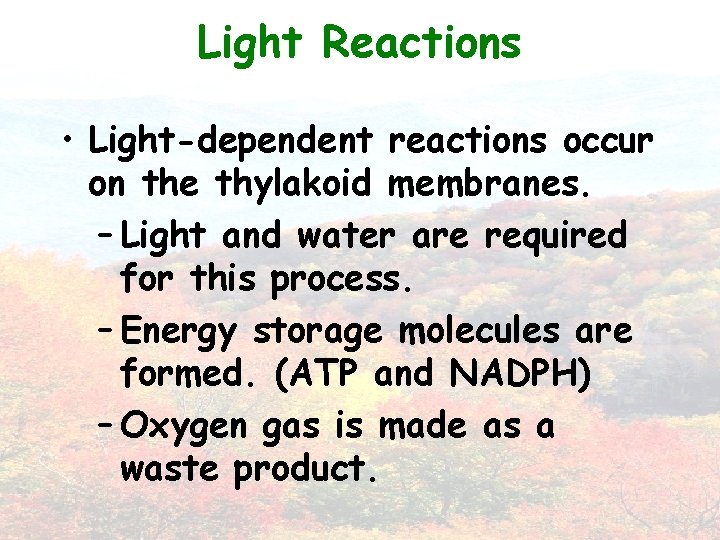 Light Reactions • Light-dependent reactions occur on the thylakoid membranes. – Light and water