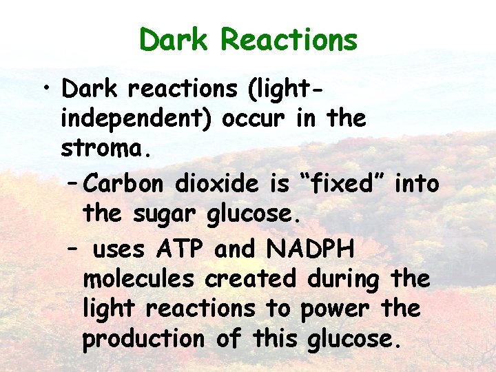 Dark Reactions • Dark reactions (lightindependent) occur in the stroma. – Carbon dioxide is