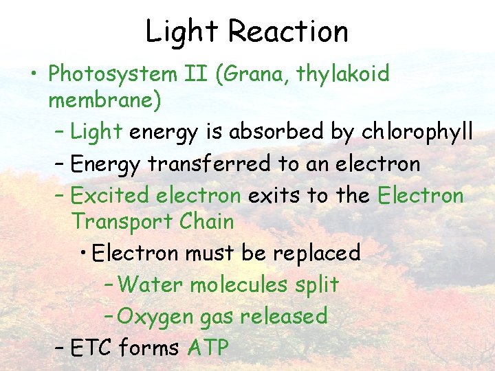 Light Reaction • Photosystem II (Grana, thylakoid membrane) – Light energy is absorbed by