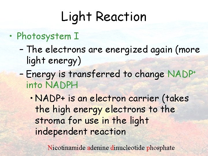 Light Reaction • Photosystem I – The electrons are energized again (more light energy)