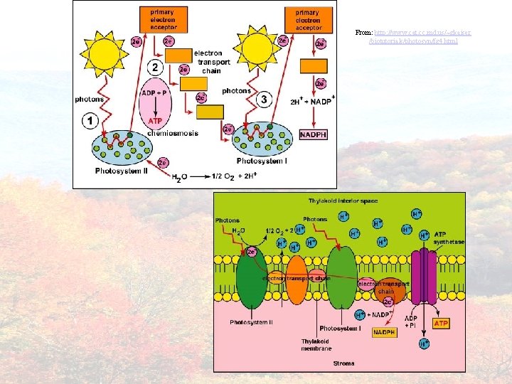 From: http: //www. cat. cc. md. us/~gkaiser /biotutorials/photosyn/fg 4. html 