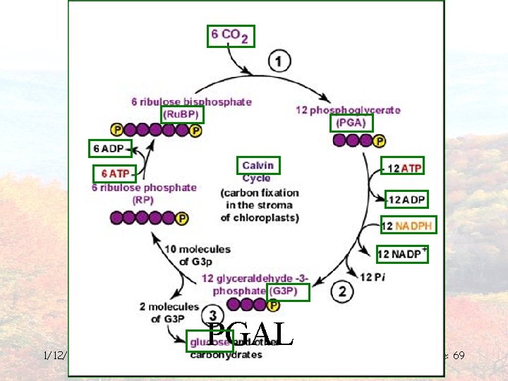 1/12/2022 PGAL From: http: //lhs. lps. org/staff/sputnam/ Page: Biology/U 4 Metabolism/calvincycle. png 69 