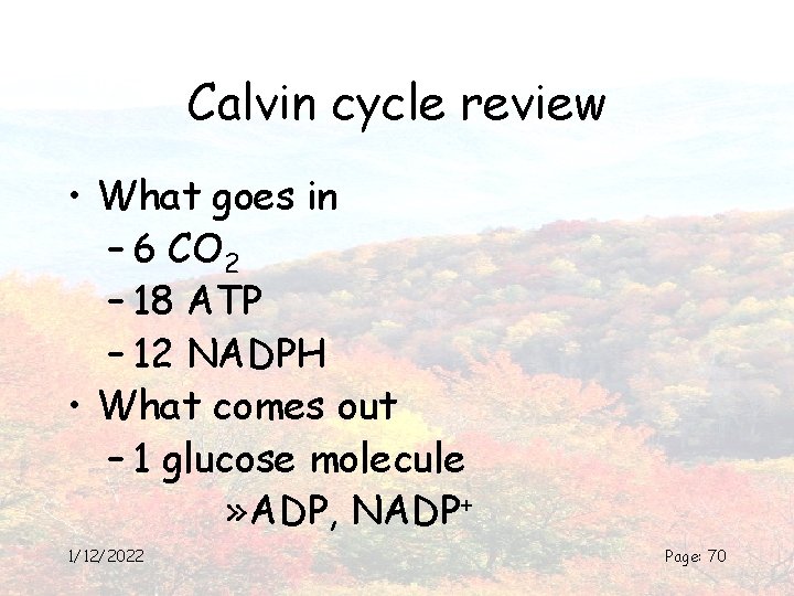 Calvin cycle review • What goes in – 6 CO 2 – 18 ATP