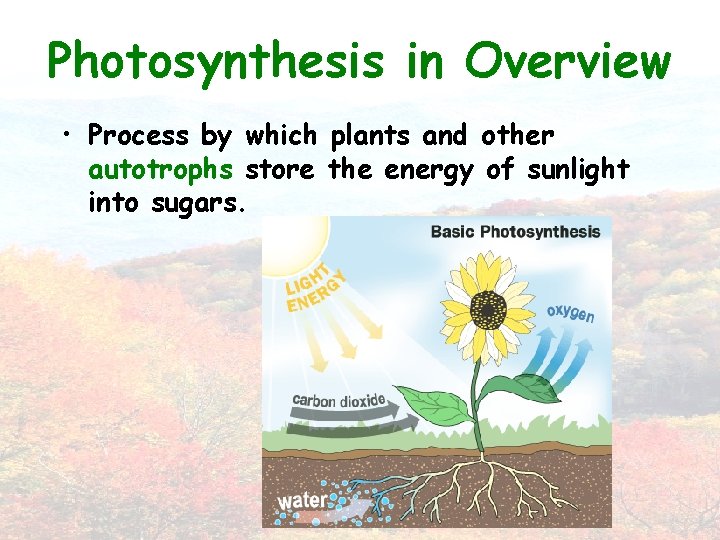 Photosynthesis in Overview • Process by which plants and other autotrophs store the energy