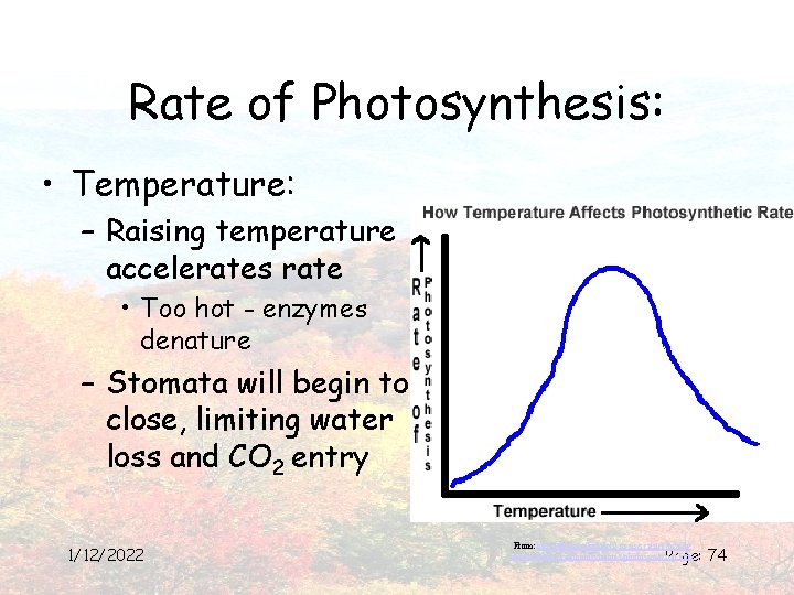 Rate of Photosynthesis: • Temperature: – Raising temperature accelerates rate • Too hot -