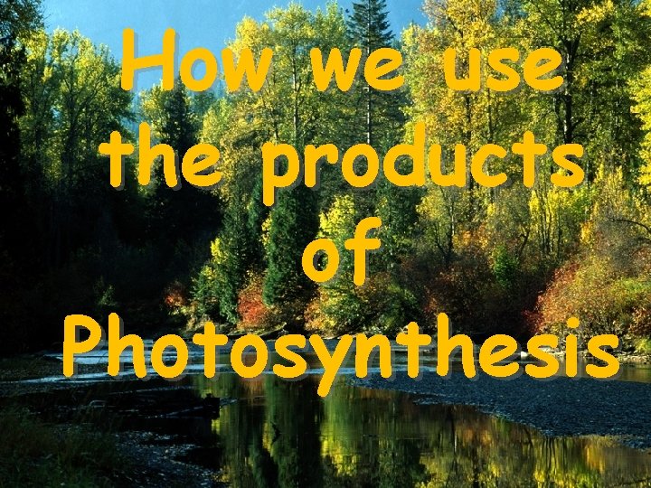 How we use the products of Photosynthesis 