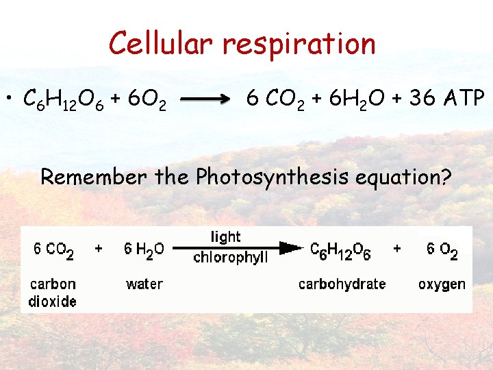 Cellular respiration • C 6 H 12 O 6 + 6 O 2 6