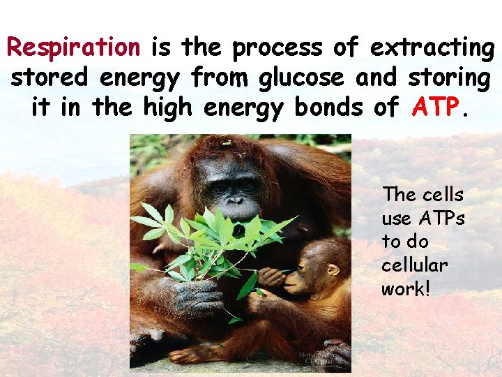 Respiration is the process of extracting stored energy from glucose and storing it in