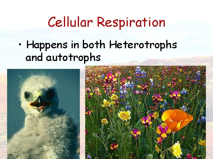 Cellular Respiration • Happens in both Heterotrophs and autotrophs 