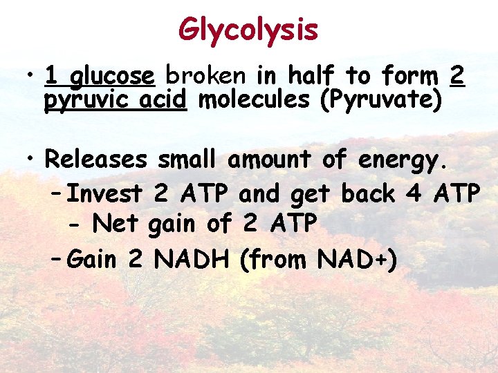 Glycolysis • 1 glucose broken in half to form 2 pyruvic acid molecules (Pyruvate)