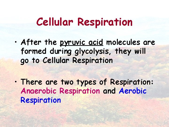 Cellular Respiration • After the pyruvic acid molecules are formed during glycolysis, they will