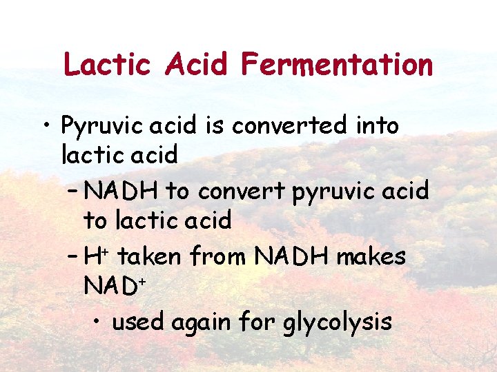 Lactic Acid Fermentation • Pyruvic acid is converted into lactic acid – NADH to