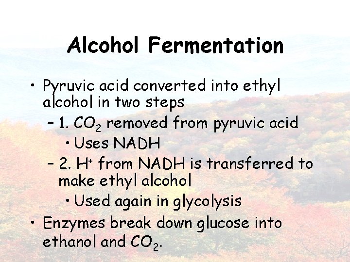 Alcohol Fermentation • Pyruvic acid converted into ethyl alcohol in two steps – 1.