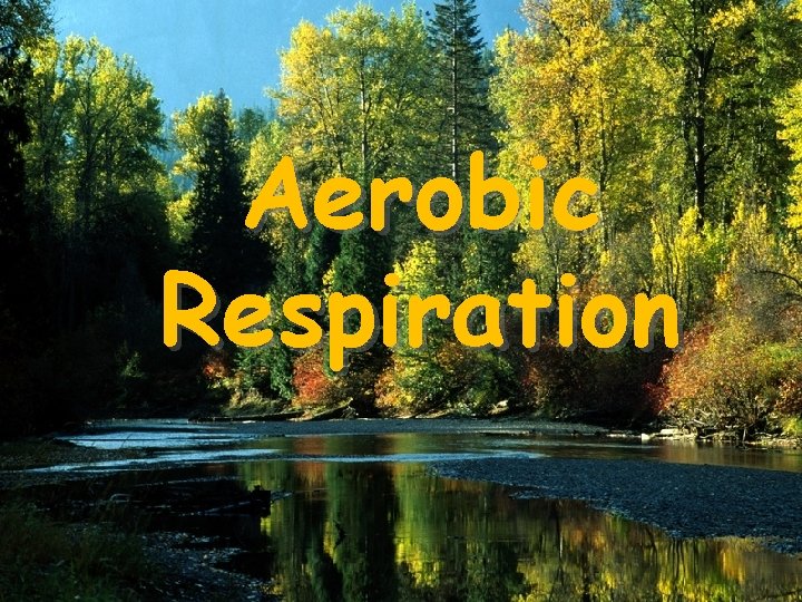 Aerobic Respiration 