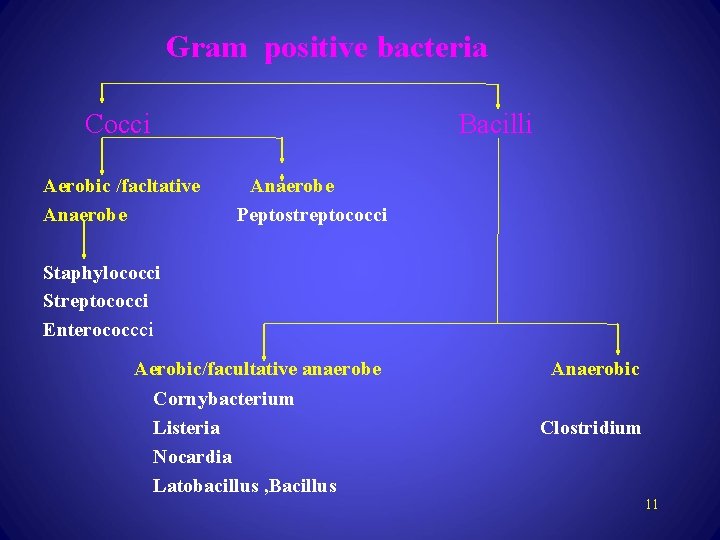 Gram positive bacteria Cocci Bacilli Aerobic /facltative Anaerobe Peptostreptococci Staphylococci Streptococci Enterococcci Aerobic/facultative anaerobe
