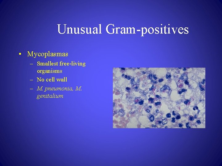 Unusual Gram-positives • Mycoplasmas – Smallest free-living organisms – No cell wall – M.