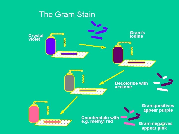 The Gram Stain Gram's iodine Crystal violet Decolorise with acetone Gram-positives appear purple Counterstain