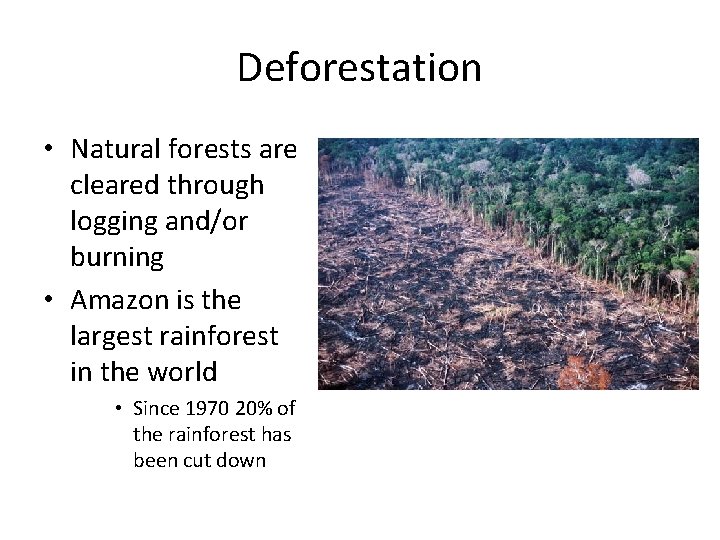 Deforestation • Natural forests are cleared through logging and/or burning • Amazon is the