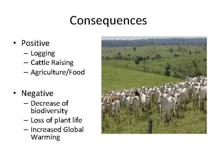 Consequences • Positive – Logging – Cattle Raising – Agriculture/Food • Negative – Decrease