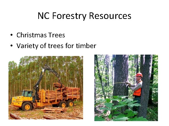 NC Forestry Resources • Christmas Trees • Variety of trees for timber 