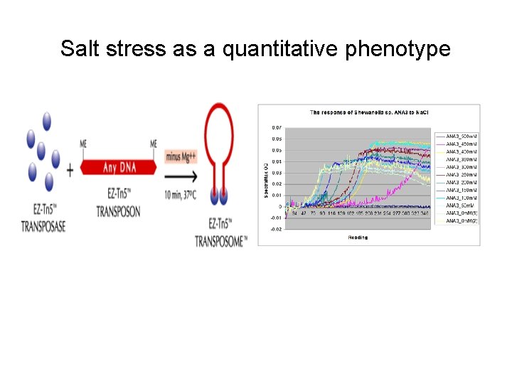 Salt stress as a quantitative phenotype 
