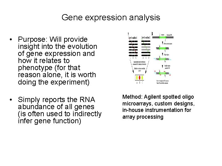 Gene expression analysis • Purpose: Will provide insight into the evolution of gene expression