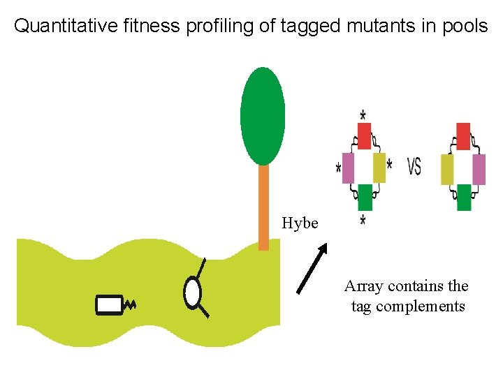 Quantitative fitness profiling of tagged mutants in pools Hybe Array contains the tag complements
