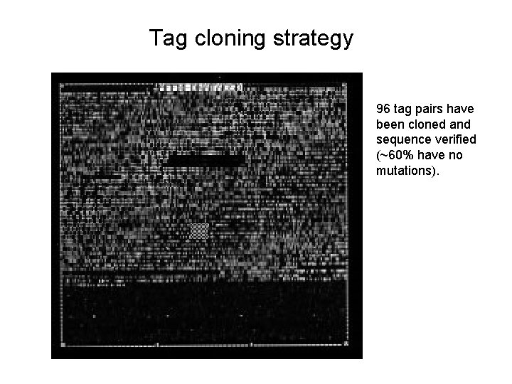 Tag cloning strategy 96 tag pairs have been cloned and sequence verified (~60% have