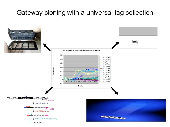 Gateway cloning with a universal tag collection 