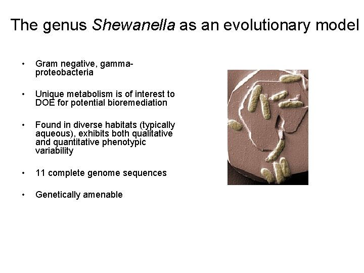 The genus Shewanella as an evolutionary model • Gram negative, gammaproteobacteria • Unique metabolism