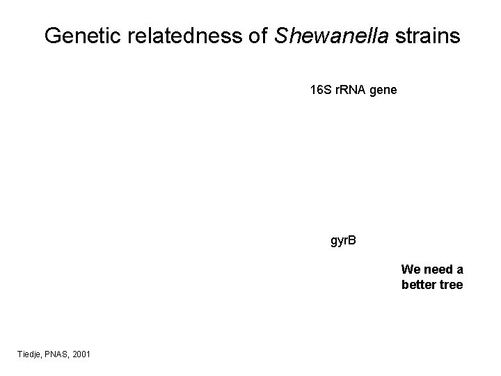 Genetic relatedness of Shewanella strains 16 S r. RNA gene gyr. B We need