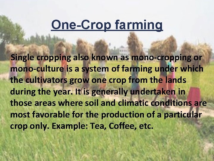 One-Crop farming Single cropping also known as mono-cropping or mono-culture is a system of
