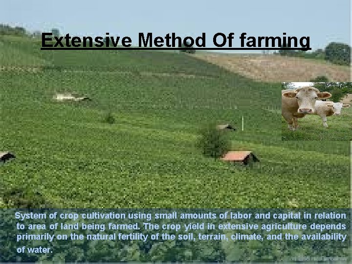 Extensive Method Of farming System of crop cultivation using small amounts of labor and