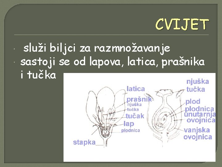 CVIJET služi biljci za razmnožavanje sastoji se od lapova, latica, prašnika i tučka 