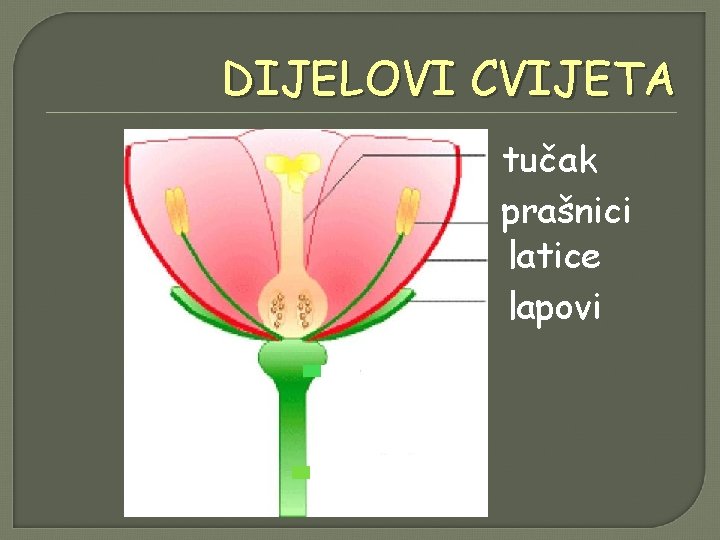 DIJELOVI CVIJETA tučak prašnici latice lapovi 