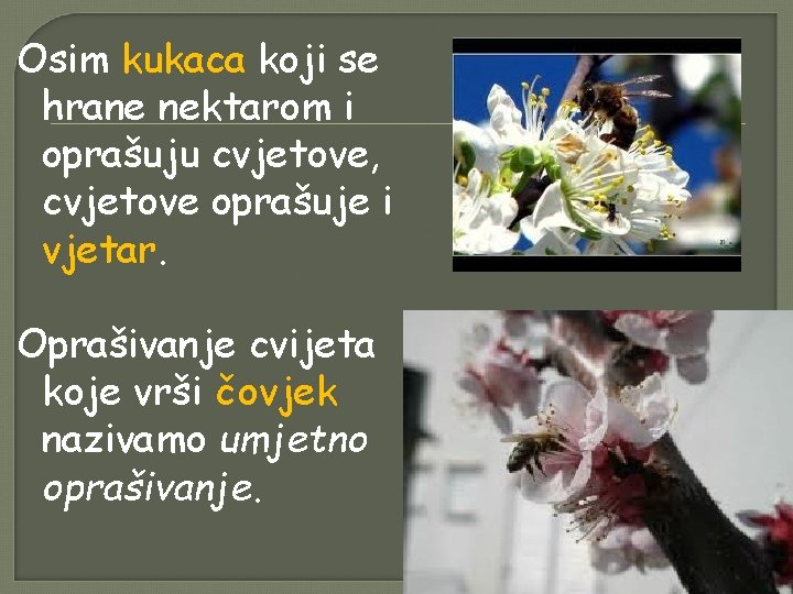 Osim kukaca koji se hrane nektarom i oprašuju cvjetove, cvjetove oprašuje i vjetar. Oprašivanje