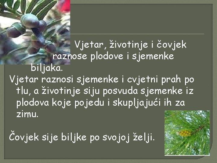 Vjetar, životinje i čovjek raznose plodove i sjemenke biljaka. Vjetar raznosi sjemenke i cvjetni