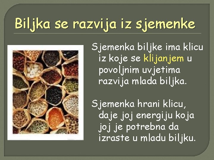 Biljka se razvija iz sjemenke Sjemenka biljke ima klicu iz koje se klijanjem u