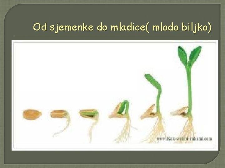 Od sjemenke do mladice( mlada biljka) 