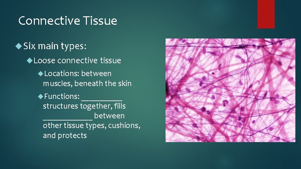 Connective Tissue Six main types: Loose connective tissue Locations: between muscles, beneath the skin