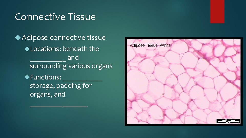 Connective Tissue Adipose connective tissue Locations: beneath the _____ and surrounding various organs Functions: