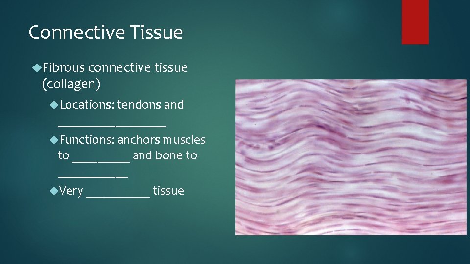 Connective Tissue Fibrous connective tissue (collagen) Locations: tendons and _________ Functions: anchors muscles to