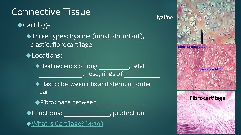 Connective Tissue Cartilage Hyaline Three types: hyaline (most abundant), elastic, fibrocartilage Locations: Hyaline: ends