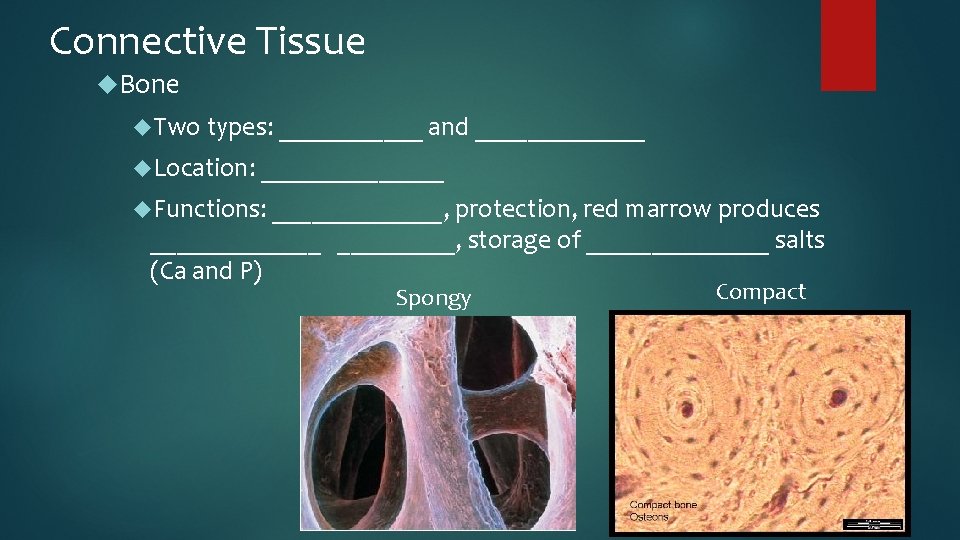 Connective Tissue Bone Two types: ______ and _______ Location: _______ Functions: _______, protection, red