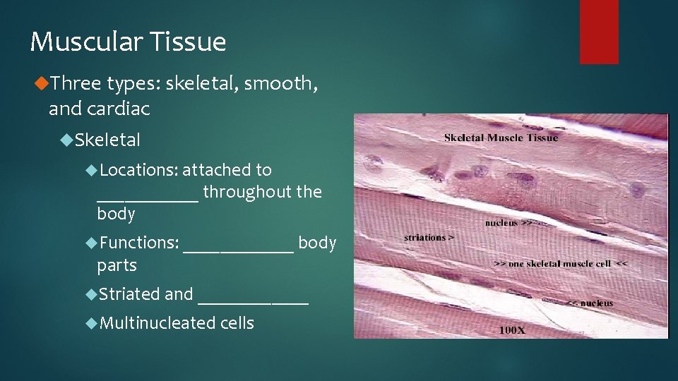 Muscular Tissue Three types: skeletal, smooth, and cardiac Skeletal Locations: attached to ______ throughout