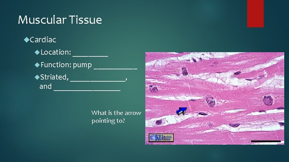 Muscular Tissue Cardiac Location: _____ Function: pump ______ Striated, _______, and _________ What is
