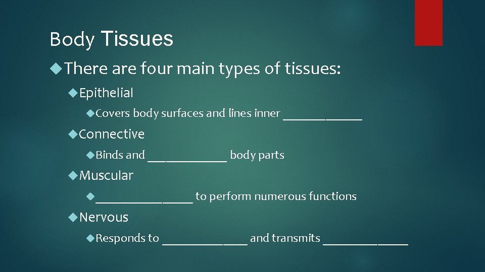 Body Tissues There are four main types of tissues: Epithelial Covers body surfaces and