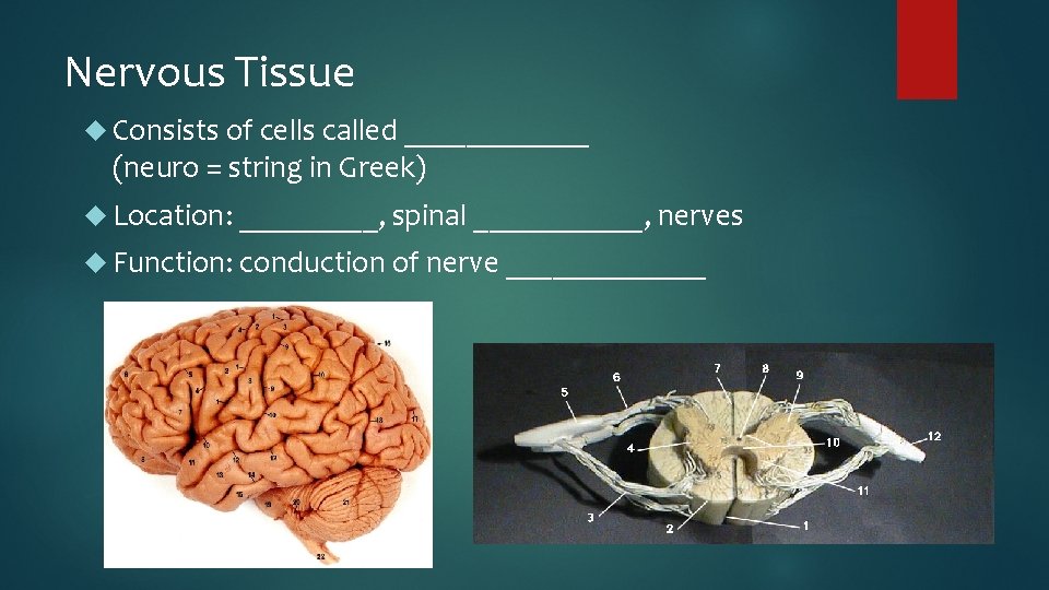 Nervous Tissue Consists of cells called ______ (neuro = string in Greek) Location: _____,